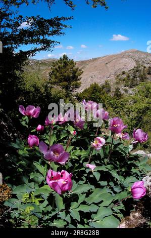 Western Peony, Sierra de las Nieves Natural Park, Ronda, Malaga, Andalusia, Spain (Paeonia broteroi) Stock Photo