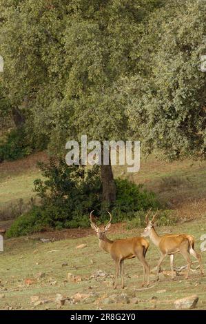 Red deer (Cervus elaphus), male, Sierra de Cazorla, Segura y Las Villas National Park, Jaen, Andalucia, Spain Stock Photo