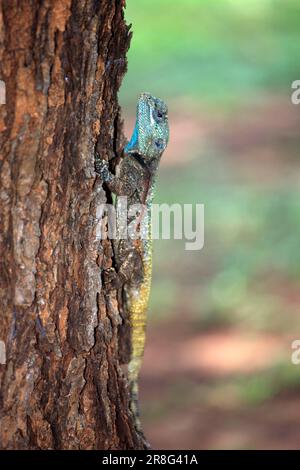 Blue-headed Tree (Agama), Kruger national park, South Africa (Acanthocerus atricollis), side Stock Photo