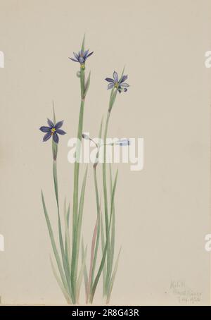 Blue-eyed-grass (Sisyrinchium angustifolium) 1920 by Mary Vaux Walcott, born Philadelphia, PA 1860-died St. Andrews, New Brunswick, Canada 1940 Stock Photo