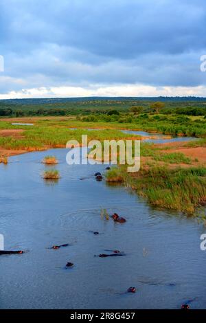 Hippos (Hippopotamus amphibius) in the Letaba River, Kruger National Park, South Africa Stock Photo