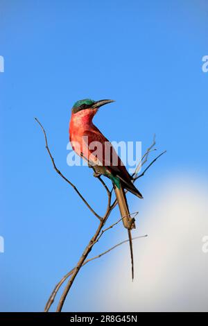 Carmin Bee-eater, Kruger national park, South Africa (Merops nubicus), Carmine Bee-eater Stock Photo