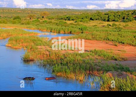 Hippos (Hippopotamus amphibius) in the Letaba River, Kruger National Park, South Africa Stock Photo