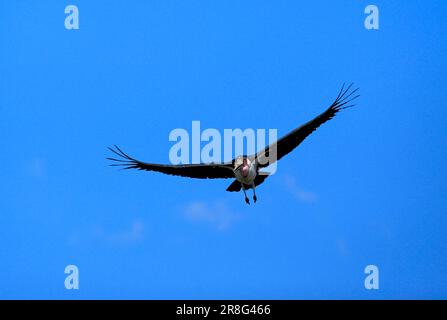 Marabou stork (Leptoptilos crumeniferus), Kruger National Park, South Africa Stock Photo