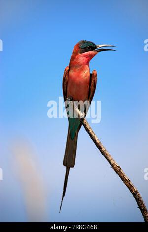 Carmin Bee-eater, Kruger national park, South Africa (Merops nubicus), Carmine Bee-eater Stock Photo