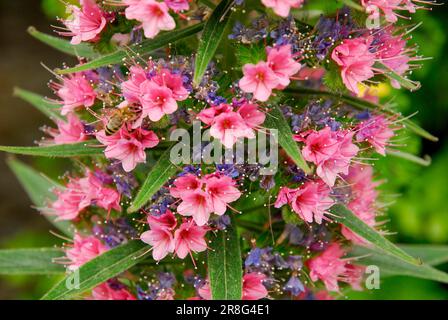 Viper's Bugloss (Echium webbii) Stock Photo