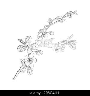 Vector illustration of blooming branches of cherry, sakura, apple, plum, wild cherry plum, bird cherry. Realistic black outline of flowers, buds and Stock Vector