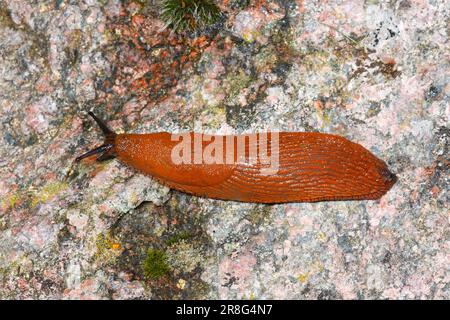 Spanish slug (Arion lusitanicus), Schleswig-Holstein, Portuguese slug, free-standing, Germany Stock Photo
