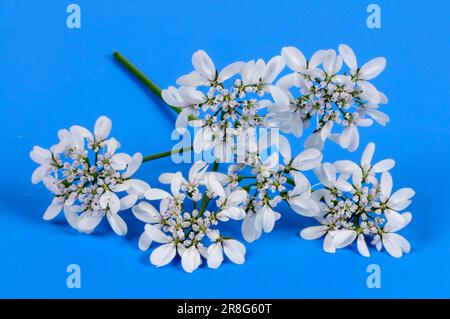 Coriander flowers (Coriandrum sativum) Stock Photo