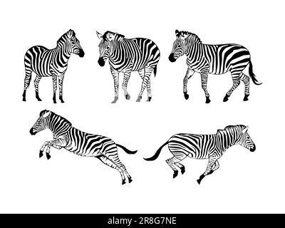 Set of Zebras Silhouette Isolated on a white background - Vector Illustration Stock Vector