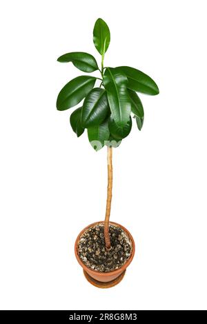 Ficus elastica, houseplant in a pot on a white background Stock Photo