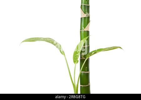 Dieffenbachia plant, houseplant iisolated on white background, closeup Stock Photo