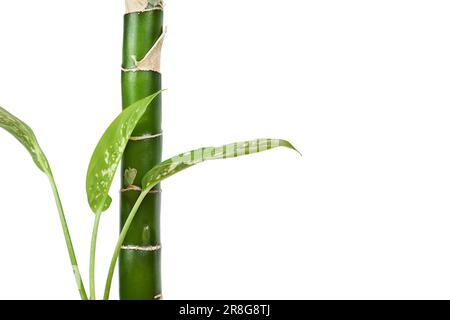 Dieffenbachia plant, houseplant iisolated on white background, closeup Stock Photo