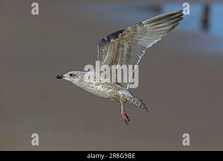 Herring Gull (Larus argentatus) first winter bird flying over beach  Eccles-on-Sea, Norfolk, UK.            November Stock Photo