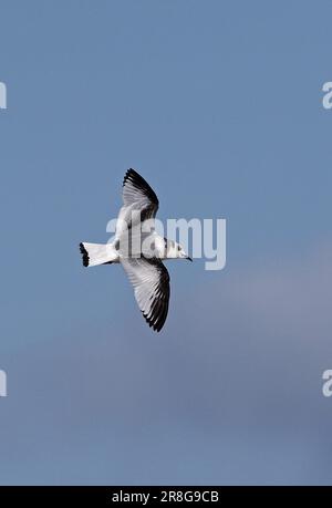 Kittiwake (Rissa tridactyla) first winter in flight  Eccles-on-sea, Norfolk, UK.           March Stock Photo