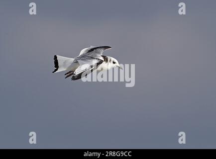 Kittiwake (Rissa tridactyla) first winter in flight  Eccles-on-sea, Norfolk, UK.           March Stock Photo