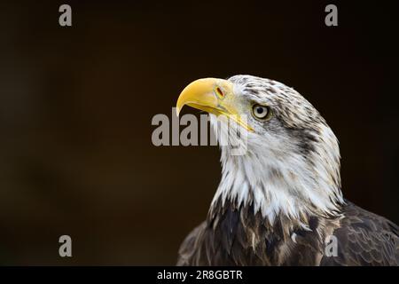 Yound Bald Eagle portrait Stock Photo