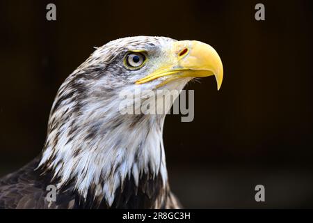 Yound Bald Eagle portrait Stock Photo