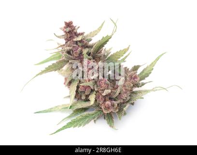 Close up of flowering cannabis plant on white  background Stock Photo