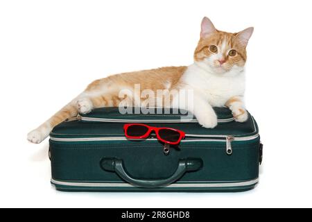 Ginger cat lies in a travel suitcase, isolated on white Stock Photo