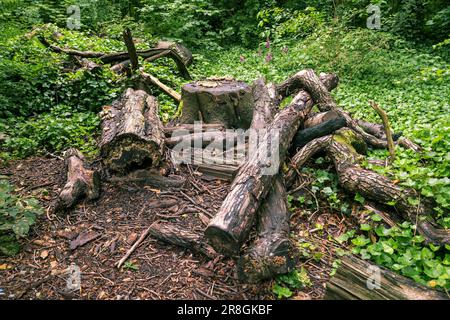 A pile of felled trees on forest floor. Stock Photo