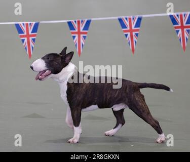 A Miniature Bull Terrier at the UK Vulnerable Breed Show Stock Photo