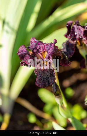 Dark Purple Iris in flower in May Stock Photo