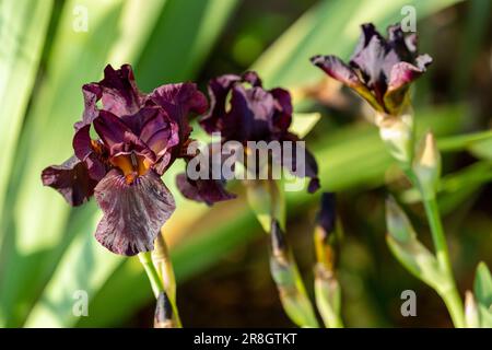 Dark Purple Iris in flower in May Stock Photo