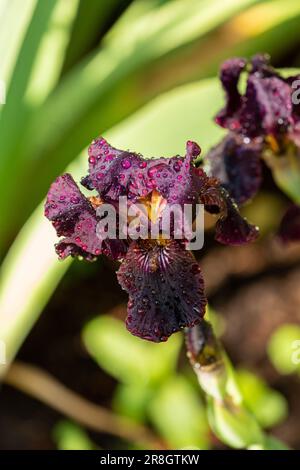 Dark Purple Iris in flower in May Stock Photo