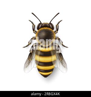 Vector 3d Realistic Detailed Honey Bee Icon Closeup Isolated on White Background. Queen Honeybee Design Template, Vector Illustration of Bee in Macro Stock Vector