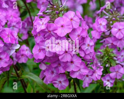 Pretty pink flowers of Phlox maculata Alpha Stock Photo