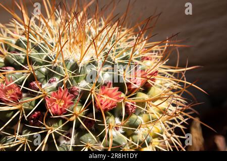 Cactus Flower on Mammillaria Cactus Stock Photo