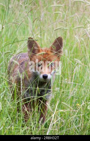 London, UK. 21st June, 2023. A fox stalks in long grass in a garden in Clapham. The grass has been unmown since April, meaning that it now provides good cover for an urban. Credit: Anna Watson/Alamy Live News Stock Photo