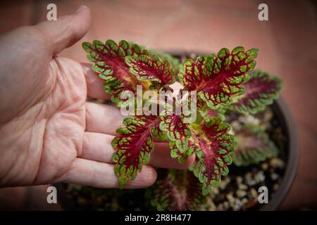 Coleus Blumei Plectranthus scutellarioides. Name of the plant variety China Rose. Coleus leaves in hand close-up. Stock Photo