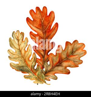 Watercolor hand drawn bouquet of autumn oak leaves for harvest party, halloween, birthday, greetting and postcard, invitation Stock Photo