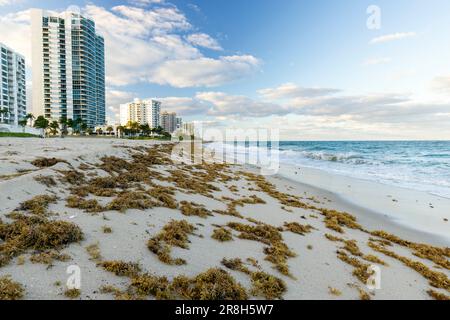 Brown seaweed (Sargassum) washed ashore on the beach in Lauderdale-by-the-Sea, Florida, USA Stock Photo