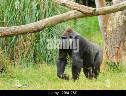 Silverback Western Lowland Gorilla walking through lush green grass, with a wooden frame above him Stock Photo