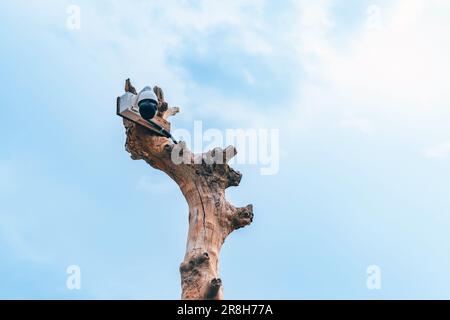 Closed circuit camera multi-angle CCTV system camera installed on dead tree in the garden. Security surveillance camera on tree stump in the park. Cov Stock Photo