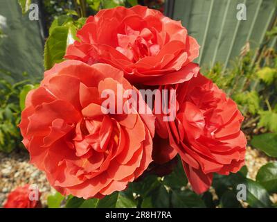 Three red roses, "Hot Chocolate" Stock Photo