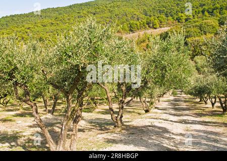 Natural Park Conero. Marche. Italy Stock Photo