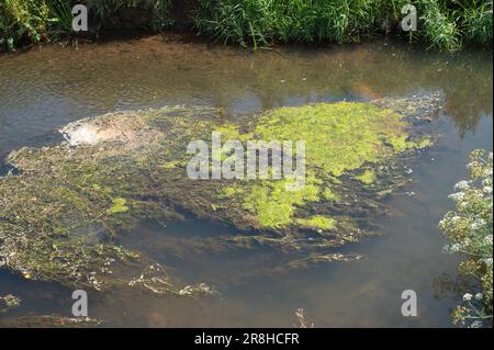 Green algal mat smothering common water-crowfoot in the Gwendraeth Fach river Stock Photo