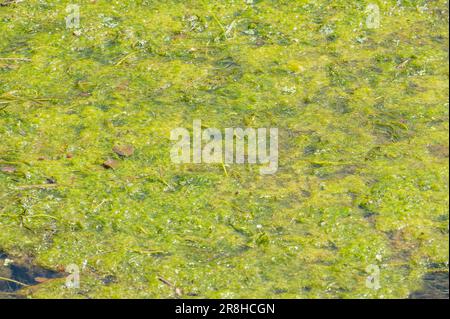 Green algal mat smothering common water-crowfoot in the Gwendraeth Fach river Stock Photo