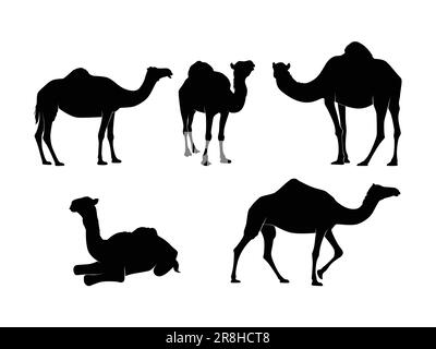 Set of Camels Silhouette Isolated on a white background - Vector Illustration Stock Vector