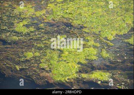 Green algal mat smothering common water-crowfoot in the Gwendraeth Fach river Stock Photo