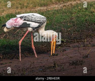 A painted stork digging food in wet land Stock Photo