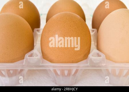 Egg Cartons Stock Photo