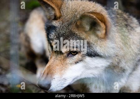 A close-up shot of a gray wolf stands in an outdoor environment Stock Photo