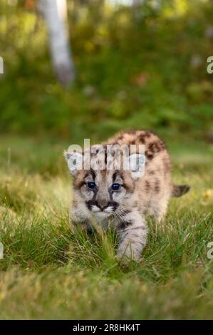 Cougar Kitten (Puma concolor) Walks Forward Staring Out Autumn - captive animal Stock Photo