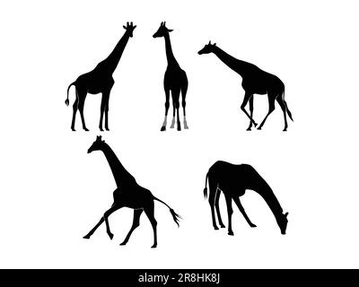 Set of Giraffes Silhouette Isolated on a white background - Vector Illustration Stock Vector