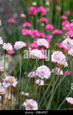 Armeria maritima 'Dusseldorfer Stolz'  in flower. Stock Photo